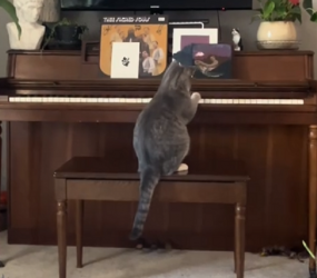 TikTok Cat Playing Piano