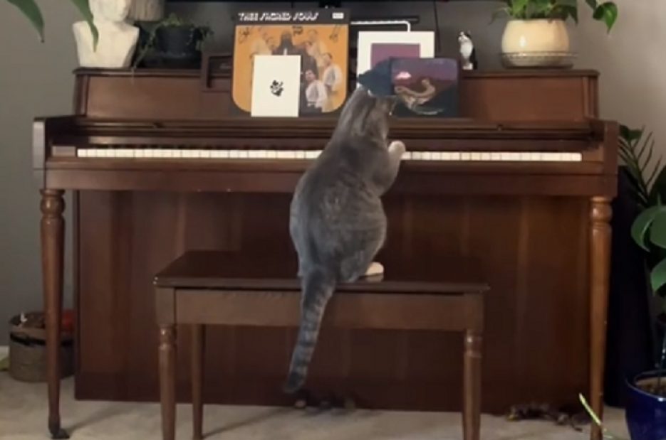 TikTok Cat Playing Piano