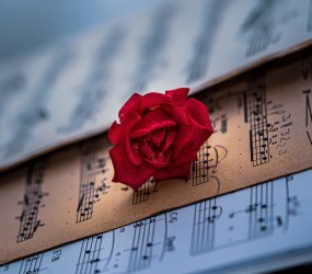 Sheet music, Red rose, Classical music image