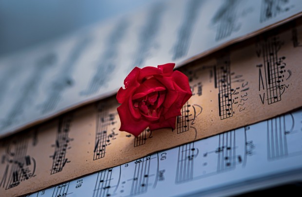 Sheet music, Red rose, Classical music image